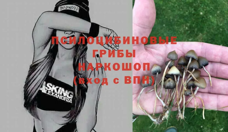 Галлюциногенные грибы Psilocybe  Рязань 